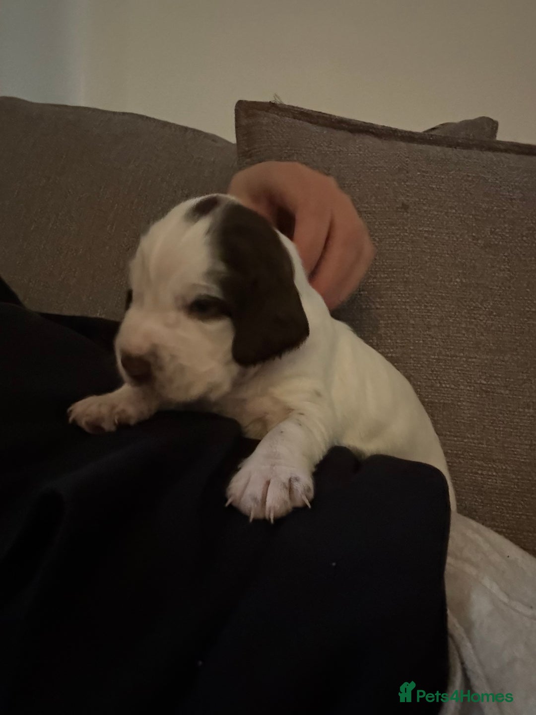 Mixed Breed dogs for sale: Sprockers cross  - Image 15