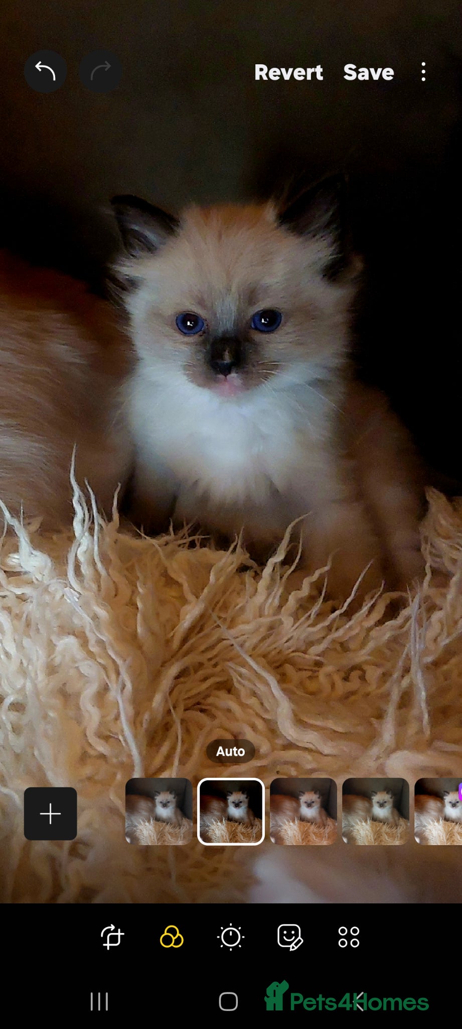 Ragdoll cats for sale: WE 3  RAGDOLL PRINCES - Advert 2
