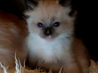 Ragdoll cats for sale: WE 3 RAGDOLL PRINCES - Advert 2