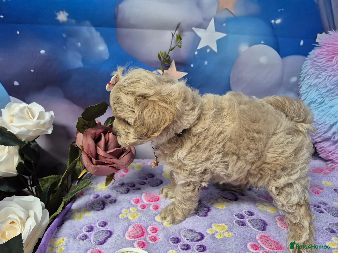 Maltipoo dogs for sale: Stunning Toy F1 Apricot & Cream maltipoo's - Advert 11