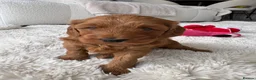 Australian Labradoodle dogs for sale: *LAST PUPPY* - Australian Labradoodles Puppies 🐾 - Advert 21