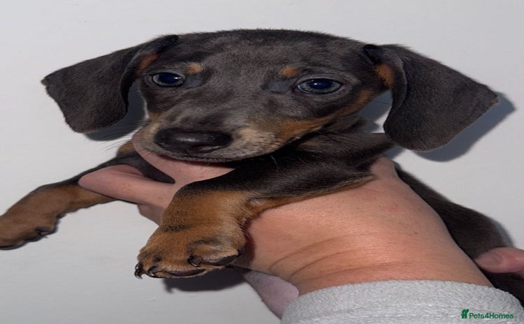Miniature Dachshund dogs - Advert 2