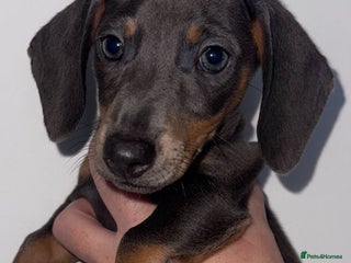 Miniature Dachshund dogs - Advert 7