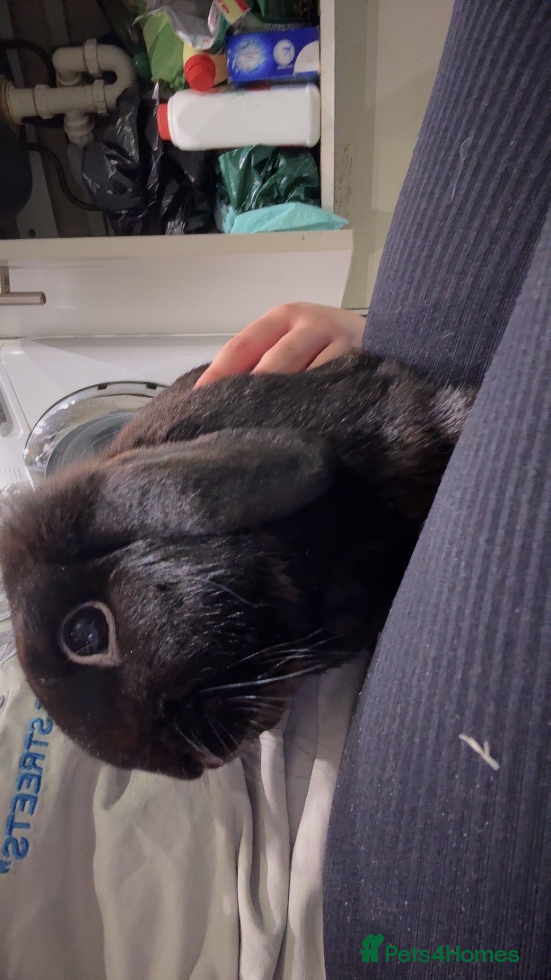 French Lop rabbits for sale: 2 beautiful rabbits for free-ASAP - Image 5