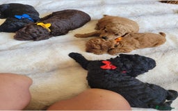 Cockapoo dogs for sale: Cockapoo F2 puppies 8 weeks old. - Image 7