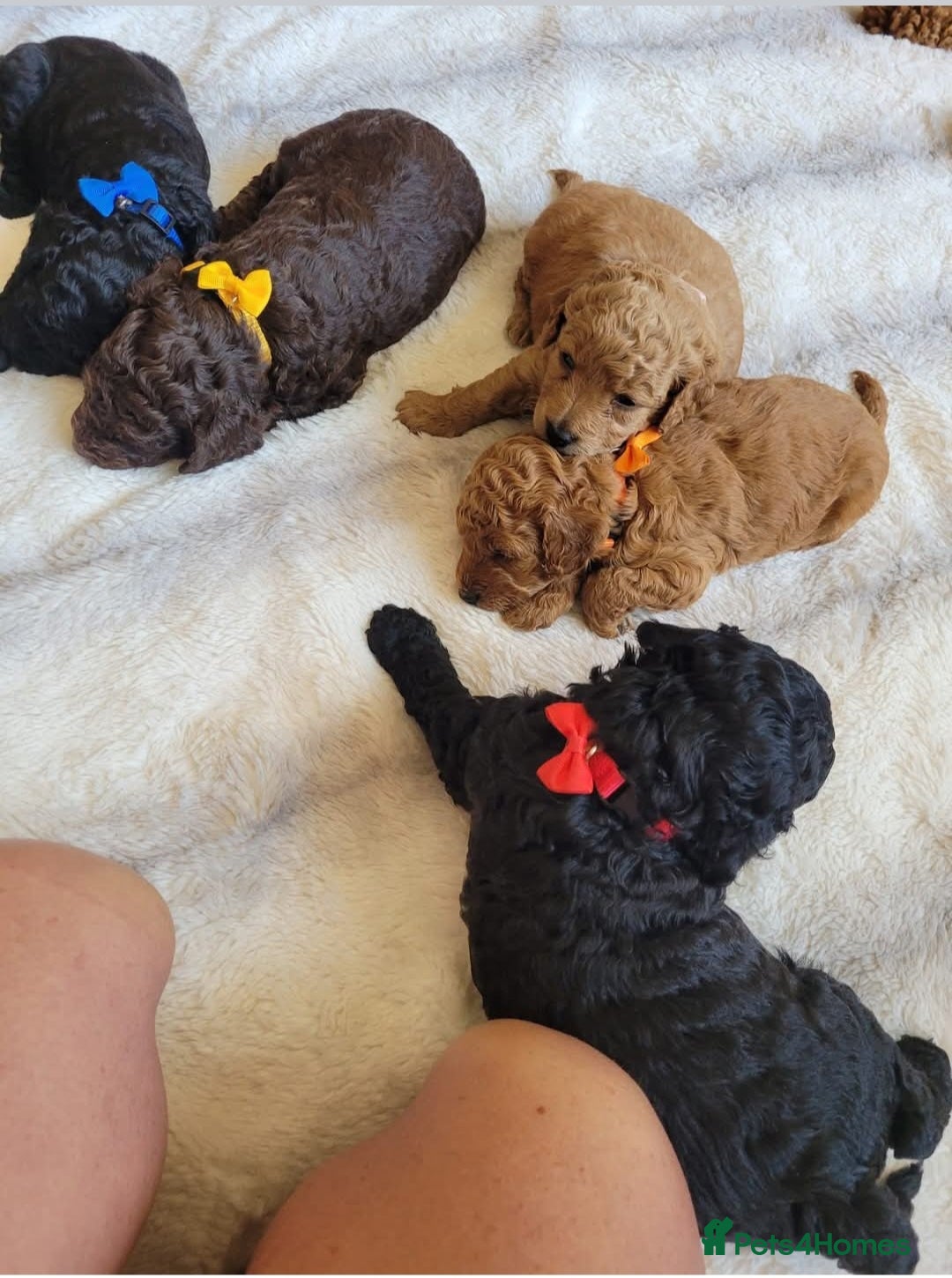 Cockapoo dogs for sale: Cockapoo F2 puppies 8 weeks old. - Image 7