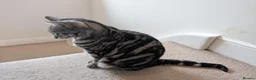 Mixed Breed cats for sale: Silver and black mixed tabby 3 year old - Advert 6