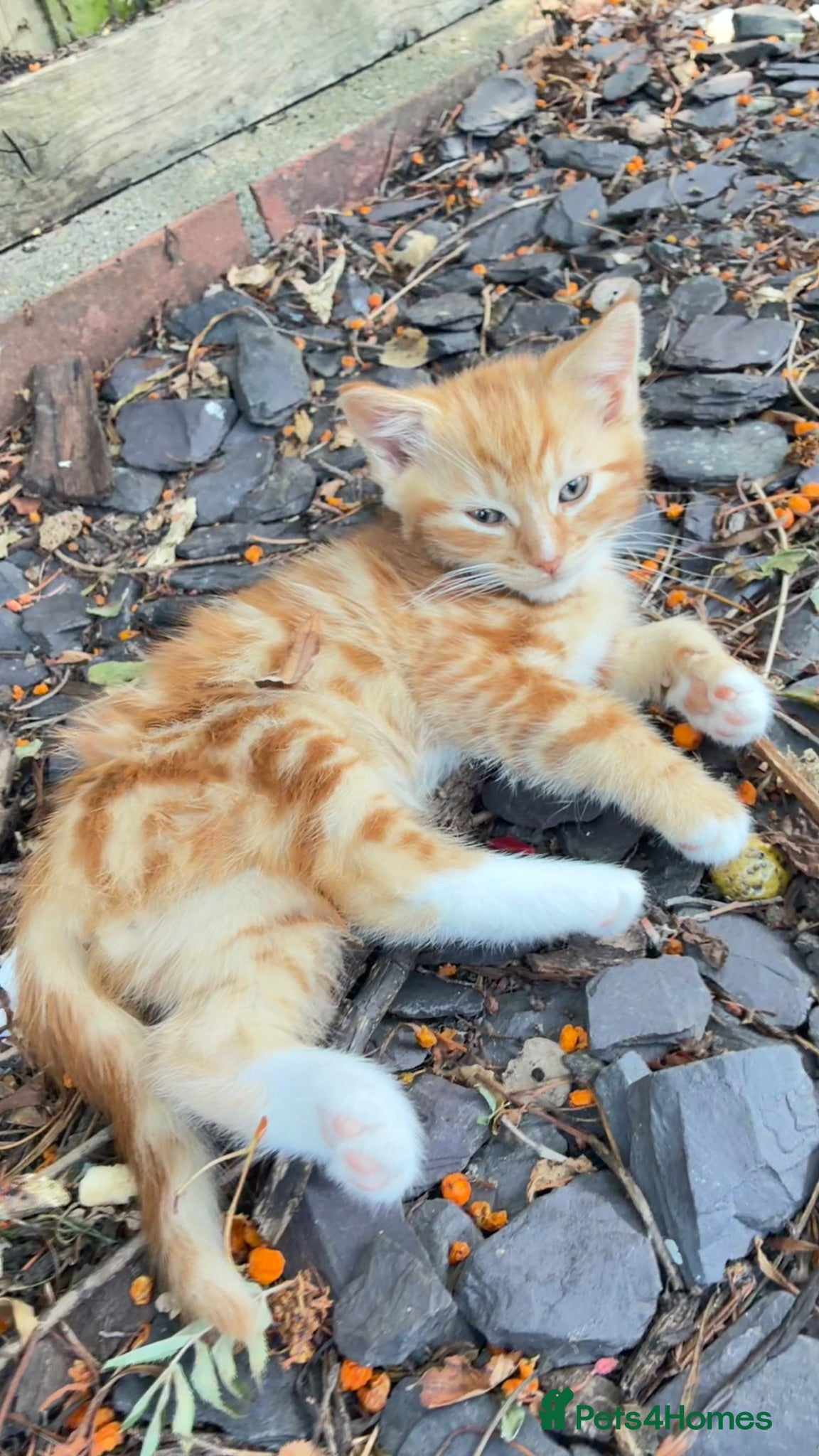 Mixed Breed cats  Males kittens  - Advert 1