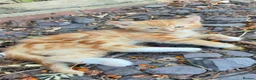 Mixed Breed cats for sale:  Males kittens  - Advert 1
