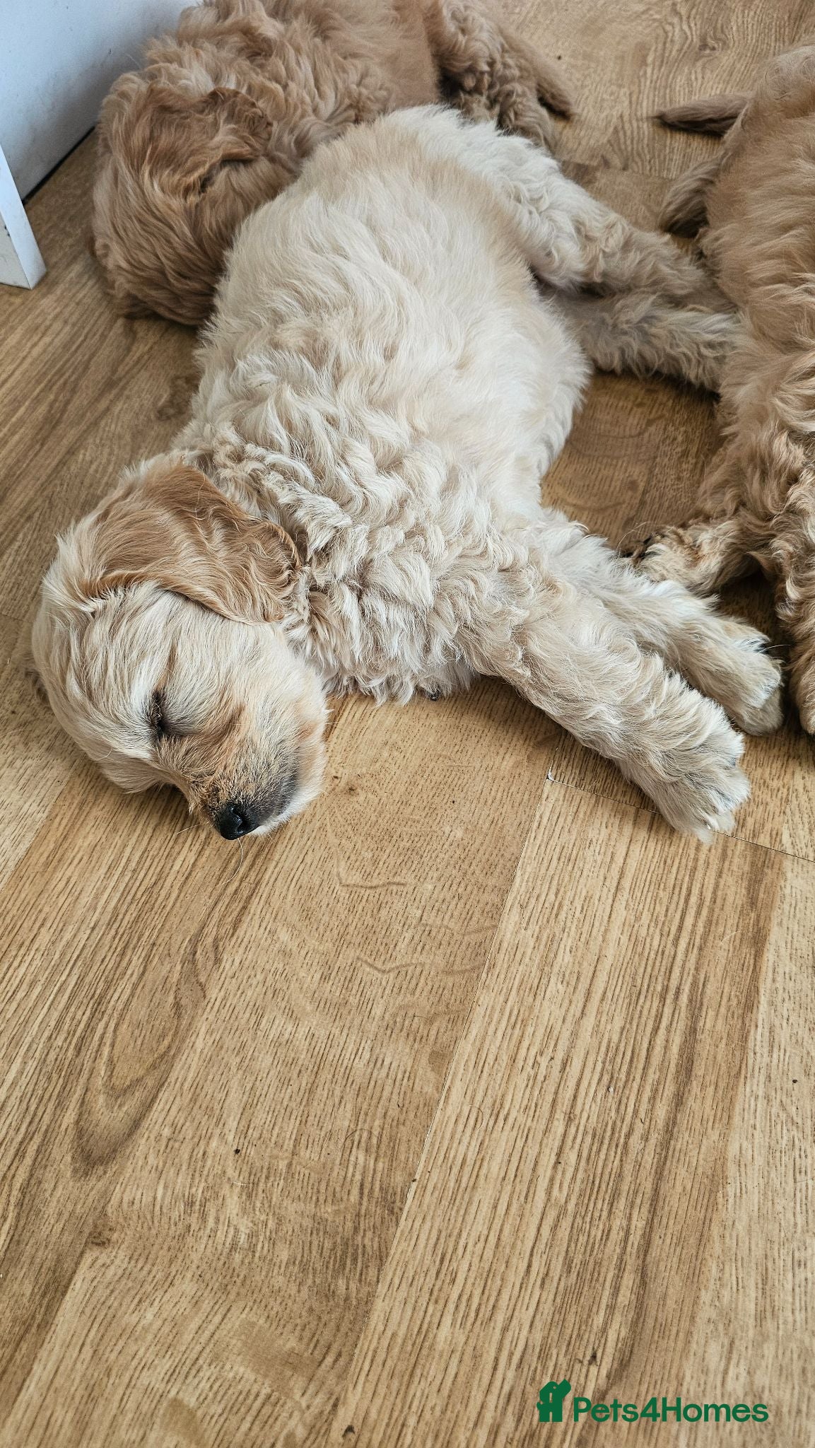 Mini Goldendoodle dogs Last Beautiful Mini Goldendoodle girl available - Advert 2