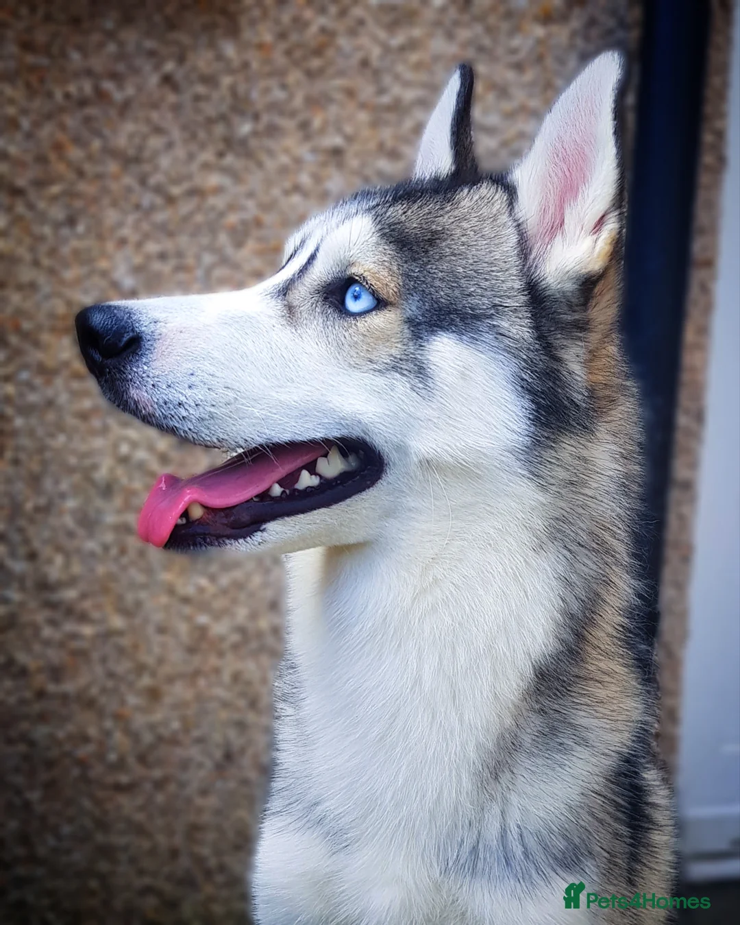 Siberian Husky dogs for stud: DANAMELI TITAN KING - Proven Health Tested Stud in Glasgow - Advert 8