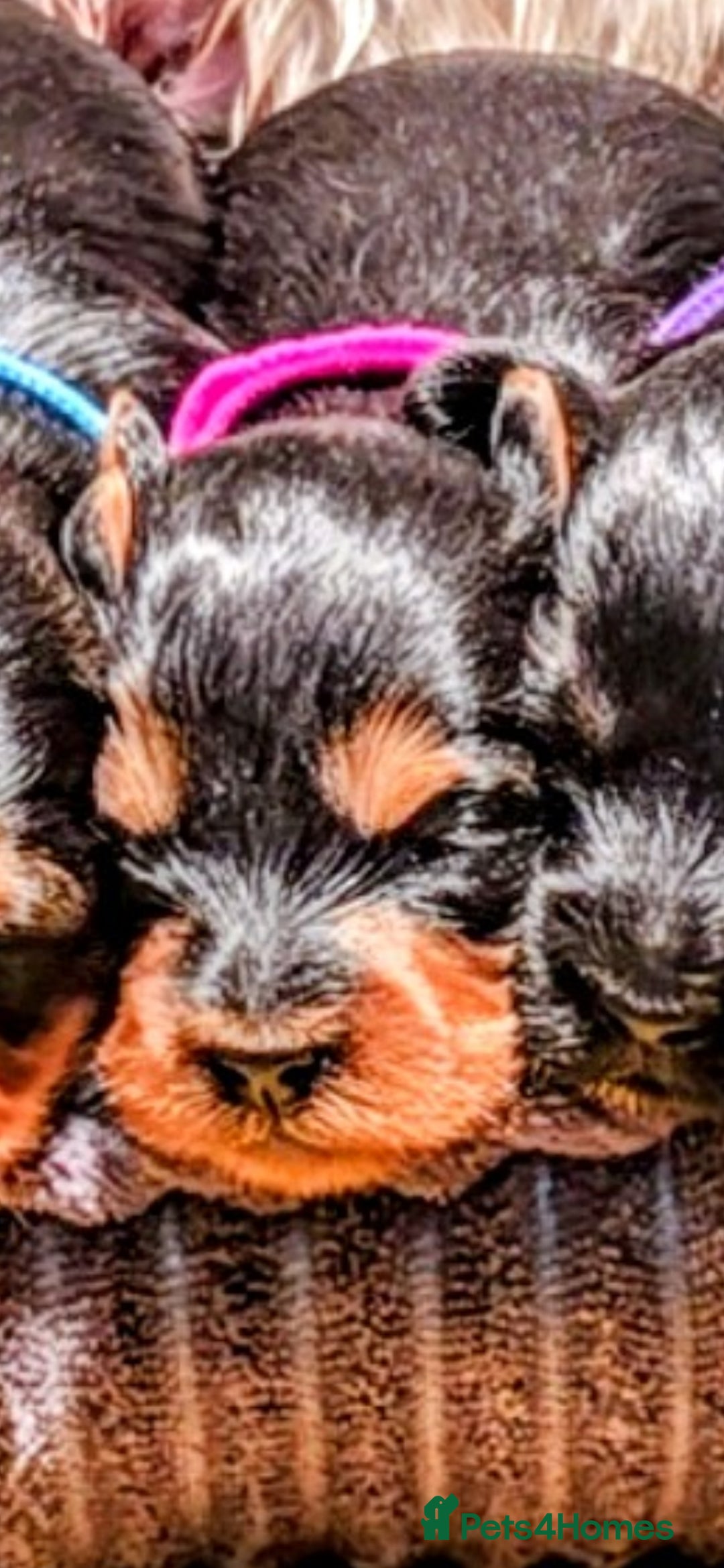 Yorkiepoo dogs for sale: GENUINE F1 YORKIEPOO PUPPIES  - Advert 24