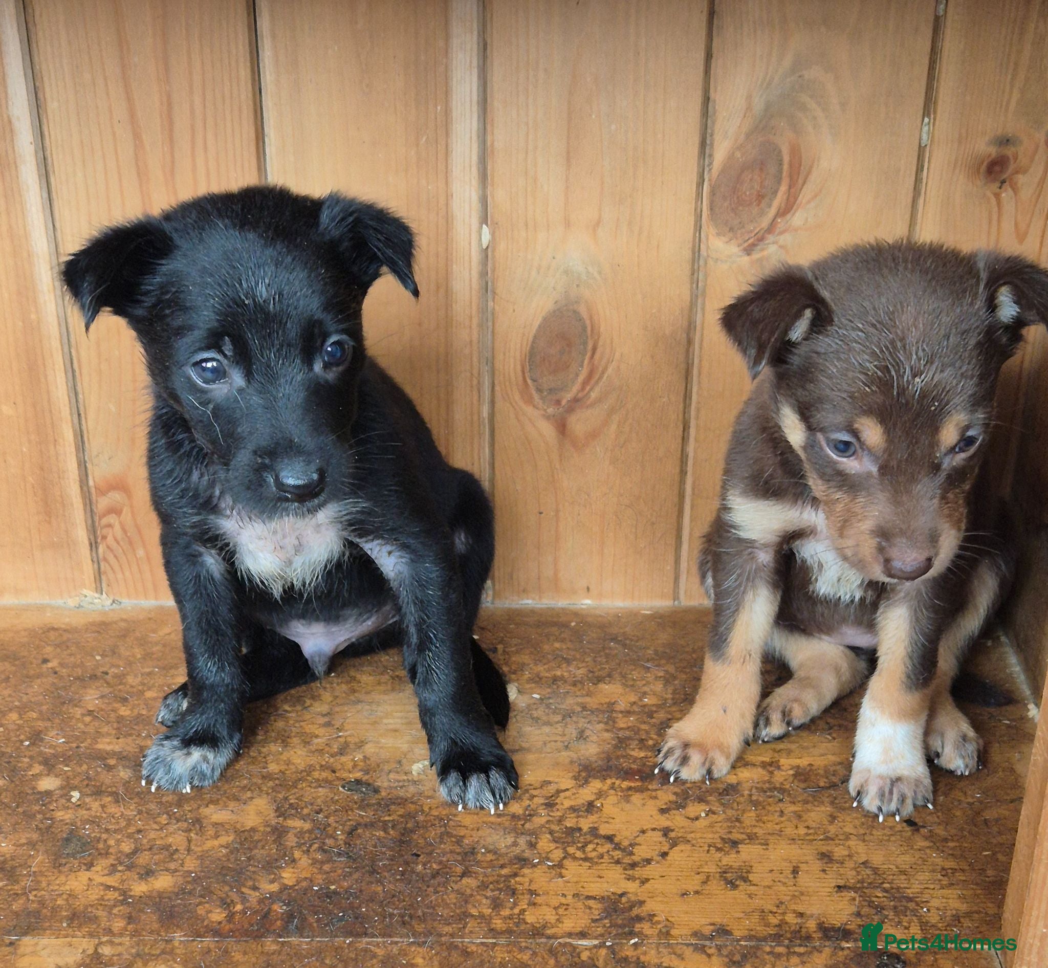 Mixed Breed dogs Kelpie cross collie puppies  - Advert 10