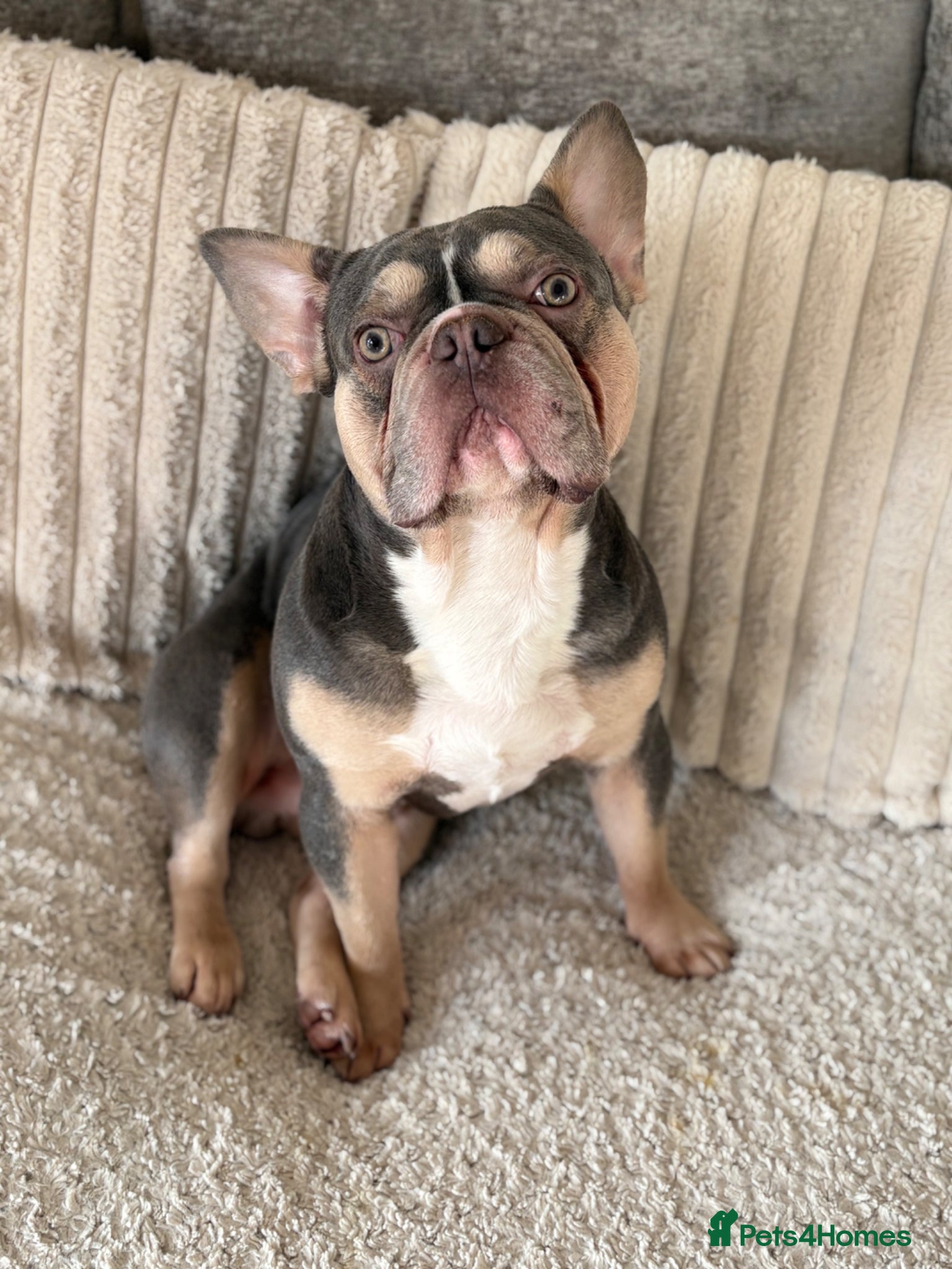 French Bulldog dogs Rehome - Advert 1