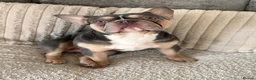 French Bulldog dogs for sale: Rehome - Advert 1