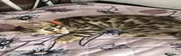 Bengal cats for sale: Quality kittens Bengal in Harrow - Advert 15