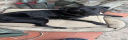 Springador dogs for sale: Springador pups - Advert 4