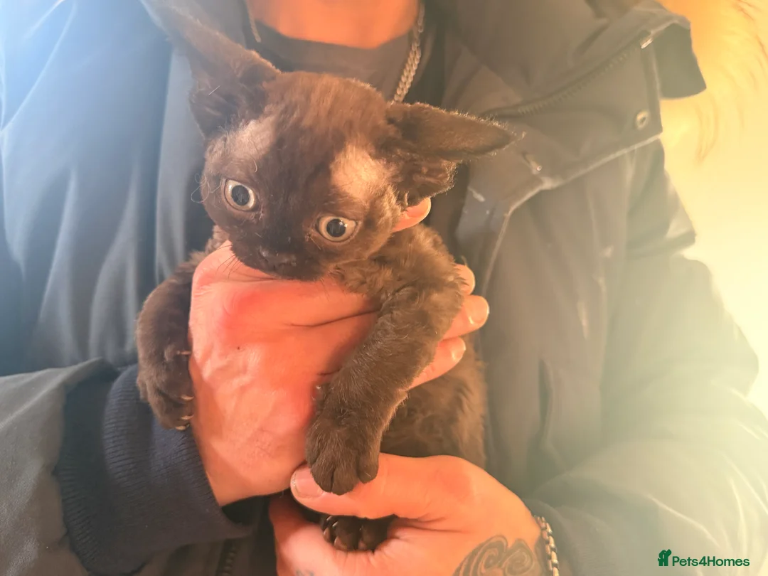 Devon Rex cats for sale: LAST KITTEN READY TO LEAVE - Advert 11