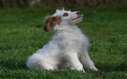 Labradoodle dogs for sale: Mr Puff - British x Australian Labradoodle Puppy - Image 1