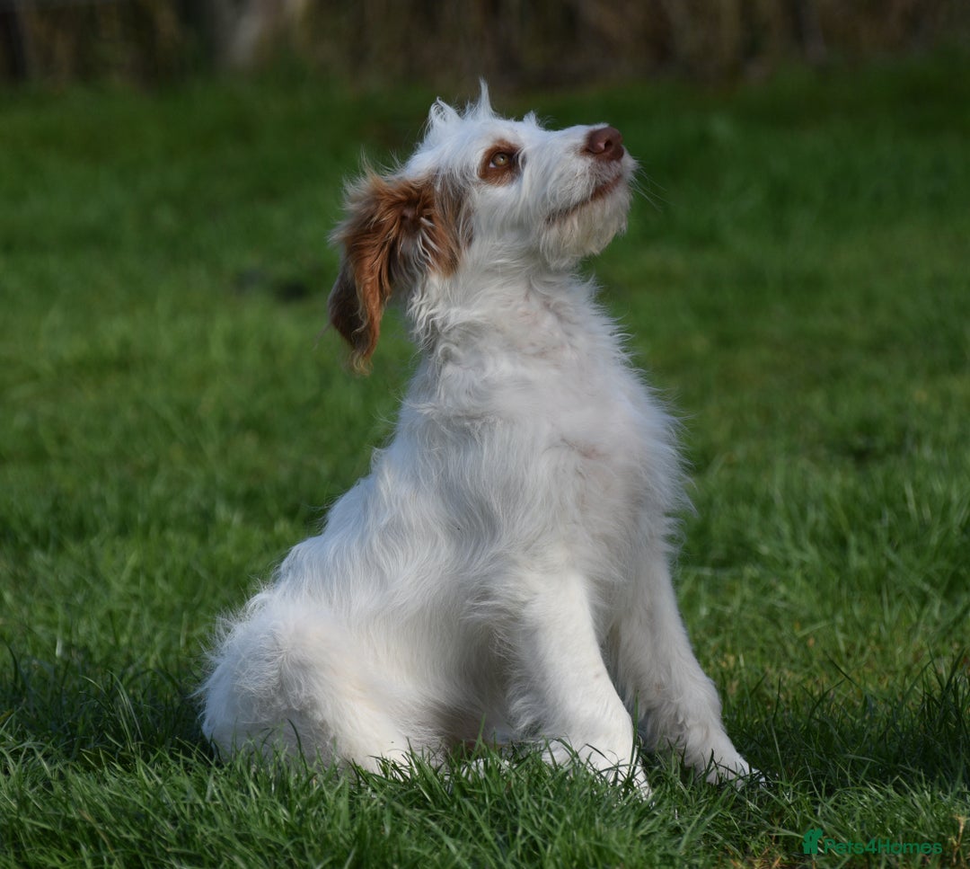 Labradoodle dogs for sale: Mr Puff - British x Australian Labradoodle Puppy - Image 1