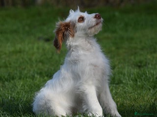 Labradoodle dogs - Advert 3