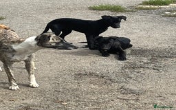 Lurcher dogs for sale: Lurcher pups - Image 1