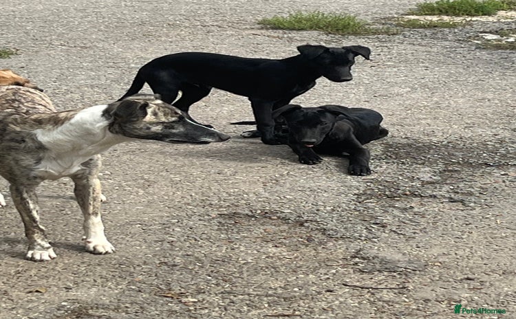 Lurcher dogs - Advert 2