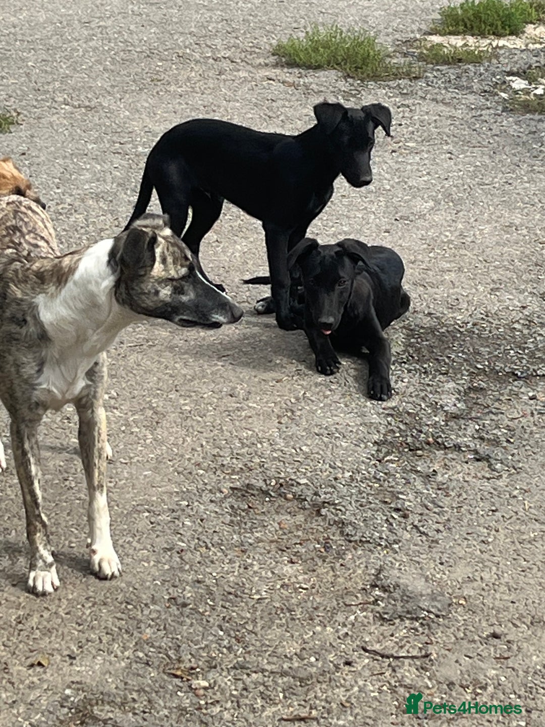 Lurcher dogs for sale: Lurcher pups - Image 1