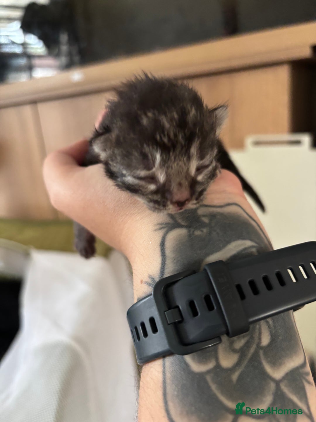 Mixed Breed cats for sale: Adorable Kittens Available  - Image 8