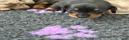 Miniature Dachshund dogs for sale: Miniature Daschunds - Advert 11