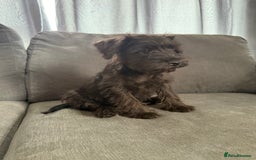 Miniature Schnauzer dogs for sale:  1 boyleft!Miniature  Schnauzer puppies for sale  - Image 4