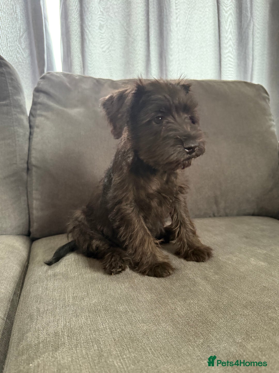 Miniature Schnauzer dogs for sale:  1 boyleft!Miniature  Schnauzer puppies for sale  - Image 4