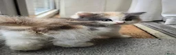 Mixed Breed cats for sale: 2 Beautiful Female Kittens 11 Weeks Old - Advert 5