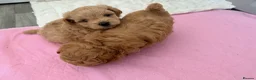 Maltipoo dogs for sale: 4 small and adorable puppies 🧸 - Advert 6
