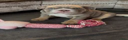 English Bulldog dogs for sale: *READY TO GO NOW* English Bulldog Puppies  - Advert 9