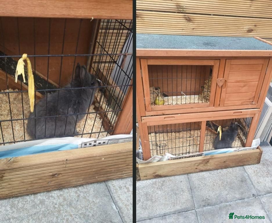 Netherland Dwarf rabbits our loving Nala  - Advert 1