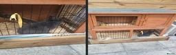 Netherland Dwarf rabbits for sale: our loving Nala  in London - Advert 1