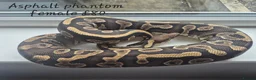 Mixed Breed invertebrates for sale: Reptile & bug collection for sale - Advert 6