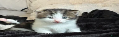 Tabby and white male