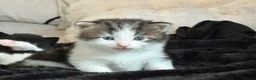 Siberian cats for sale: 4 beautiful fluffy Siberian mixes  in Sale - Advert 4