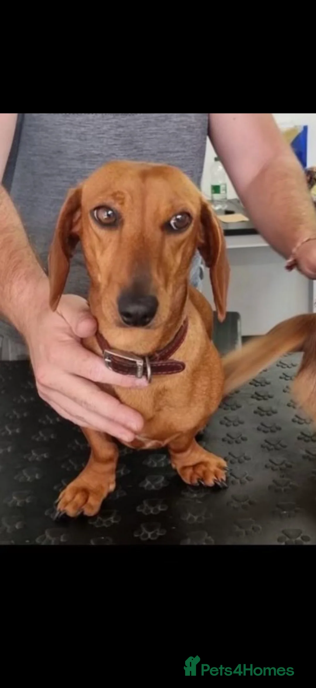 Dachshund dogs for sale: Female dachshund  - Advert 2