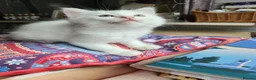Mixed Breed cats for sale: Khao Manee mix kittens for sale  - Advert 11