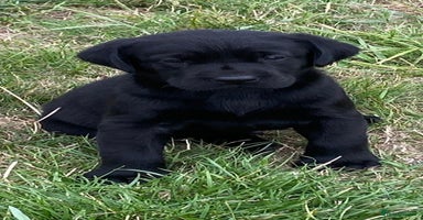 Labrador Retriever dogs - Advert 3