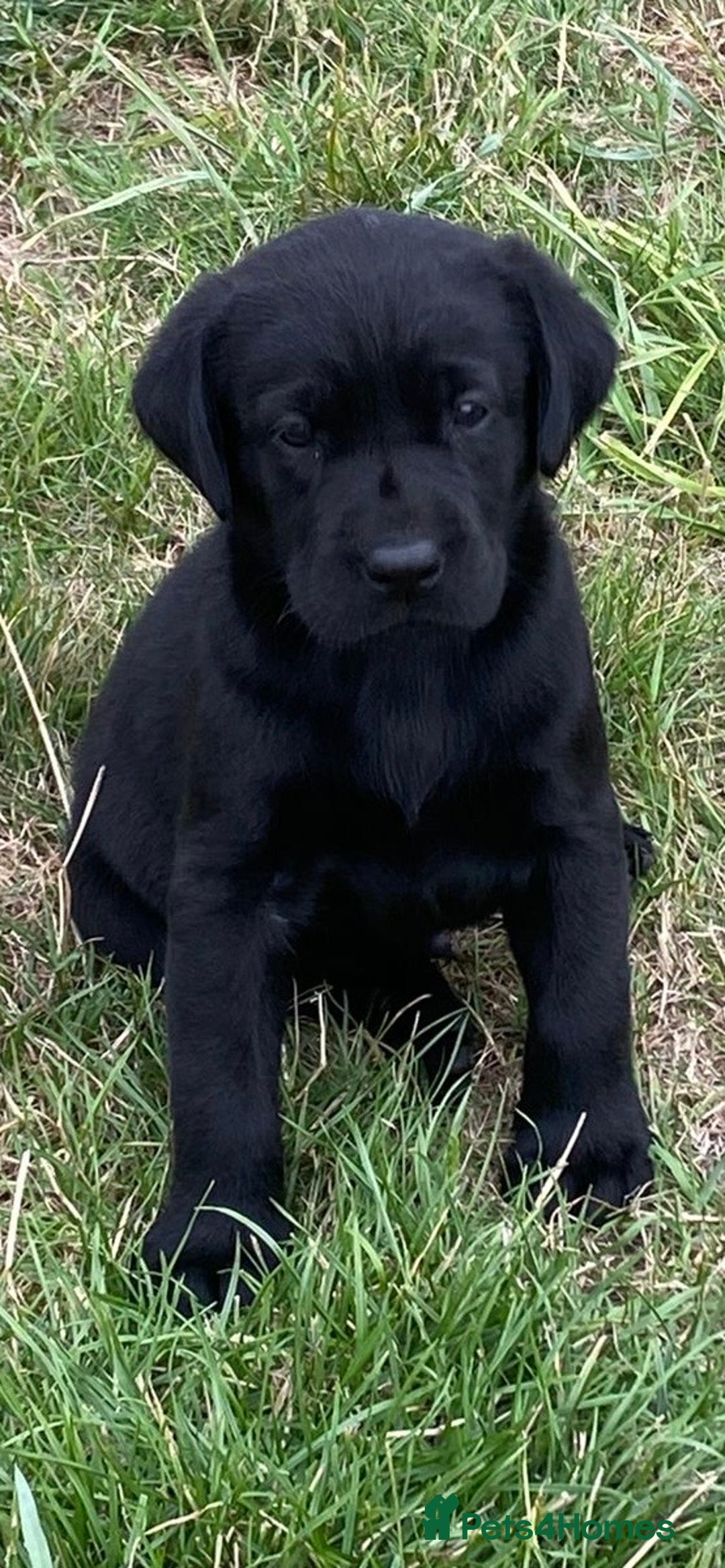 Labrador Retriever dogs for sale: Labrador puppies black and Yellow - Image 2