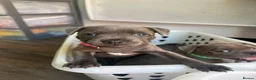 Staffordshire Bull Terrier dogs for sale: READY TO GO 08/06/26 KC REGISTERED BULLSCAFF PUPS in Walsall - Advert 18