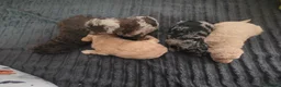 Labradoodle dogs for sale: Miuature labradoodle puppies - Advert 7