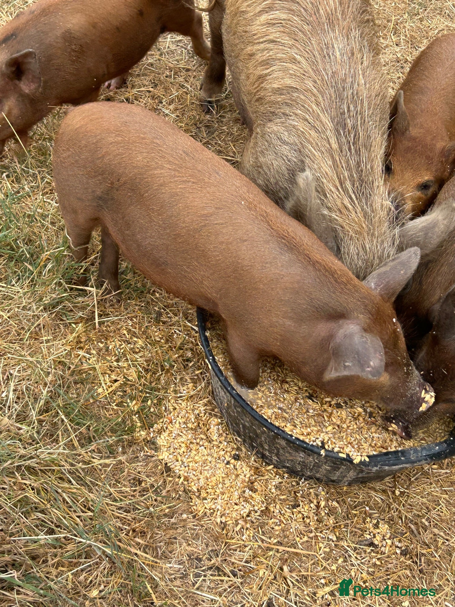Pig livestock Kune Kune X Juliana - Advert 1