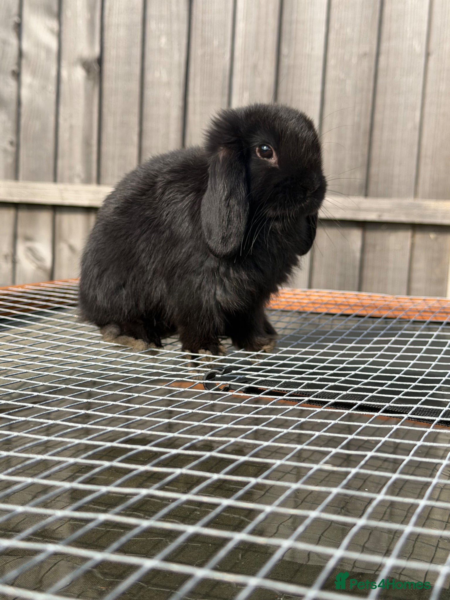 Mini Lop rabbits Gorgeous Lop Buck Rabbit Ready to leave 9.06.26 - Advert 15