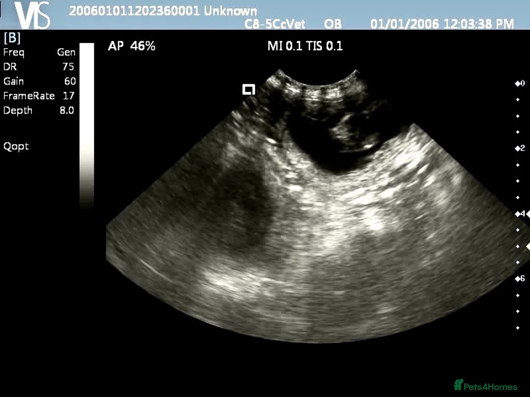 Toy Poodle dogs for stud: Health tested fox red toy poodle stud  in Stevenage - Advert 12