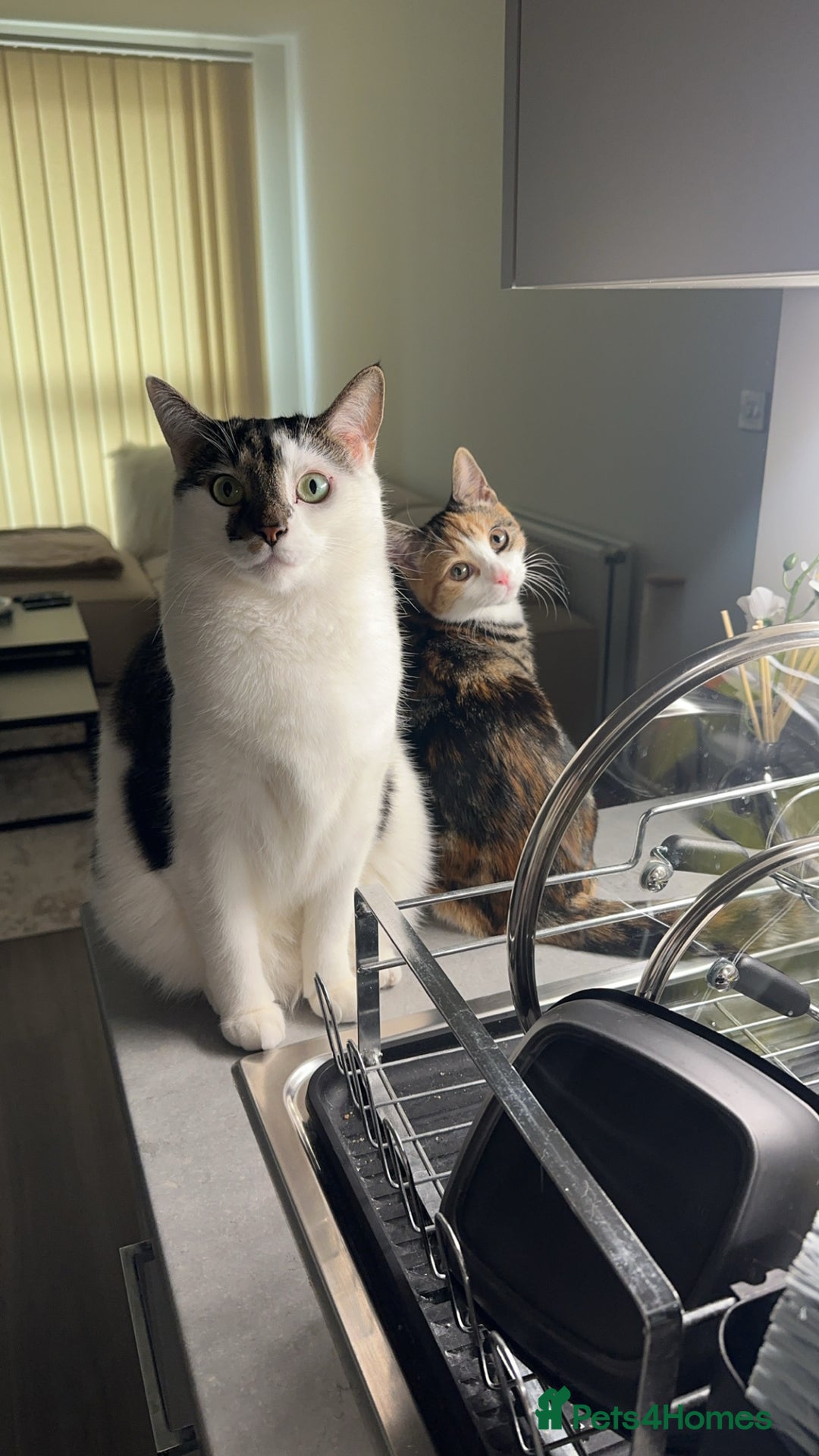 Domestic Shorthair cats for sale: Nala (5) & Kiara (1) - Advert 13